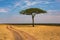 Golden meadows in the savanna fields in Kenya, Africa.