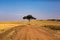 Golden meadows in the savanna fields in Kenya, Africa.