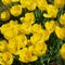 Golden Melody Tulips. Yellow tulip flowers blooming in a tulip field at sunset. Nature