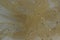 Golden mesh fabric chiffon organza with glitter. Golden background