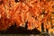 golden metasequoia tree leaves near a pond in autumn