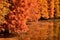 golden metasequoia trees near a pond in autumn