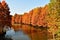 golden metasequoia trees near a pond in autumn