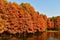 golden metasequoia trees near a pond in autumn