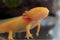 Golden Mexican Axolotl Walking Fish