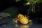 Golden Mexican Axolotl Walking Fish