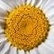 Golden middle of camomile flower