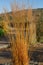 Golden molinia arundnacea against a blue autumnal sky