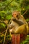 Golden monkey is eating fruit at Jinbian stream in Zhangjiajie Wulingyuan