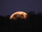 Golden moon slips down behind the mountain top trees