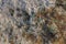 golden moonglow lichen presumably Dimelanea oreina Norman on quartzite sandstone surface under direct sunlight - full