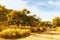 Golden morning bushes and trees dirt road and light blue sky.