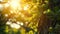 Golden Morning Glory: Sunlit Foliage of an Ancient Oak Tree