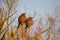 Golden morning glow on pair of Curved billed thrashers in Arizona