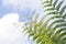 Golden Moss or Chain Fern ,Cibotium barometz or Nephrolepis cordifolia  and sky