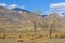 Golden Mountains of Altai