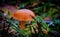 Golden Mushroom surrounded by droplets on grass