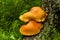 Golden mushrooms against green weeds - Gymnopilus suberis