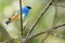 Golden-naped tanager, tropical bird in Peru