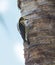 Golden-naped Woodpecker, Female, Melanerpes chrysauchen