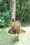 Golden Neck Cassowary