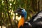 Golden-necked Cassowary