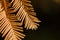 The Golden Needles of the Dawn Redwood in Autumn