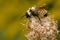 Golden Northern Bumble Bee - Bombus fervidus
