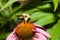 Golden Northern Bumblebee
