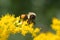 Golden Northern Bumblebee