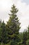 Golden Norway spruce Picea abies