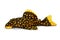 Golden nugget pleco catfish Plecostomus L-018 Baryancistrus xanthellus aquarium fish