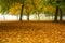 Golden oak tree leaves cover ground under grove of tree shrouded