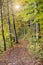 Golden october with beautiful colored beech trees in Bavaria