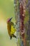 Golden Olive Woodpecker