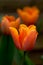 Golden orange blooms of the tulip flower