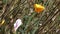 Golden orange california poppy growing in late spring