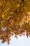 Golden and orange leafy background of fall color with a piece of blue sky