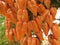 Golden Orange Rain tree, Koelreuteria paniculata, ripe seed pods close-up. Autumn. Nature. Trees.
