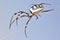 Golden Orb Spider - Insect Mom and Baby - Arachnid Dangle