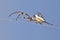 Golden Orb Spider - Insect Mom and Baby - Funny Nature