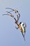 Golden Orb Spider - Insect Mom and Baby - Wildlife Transport