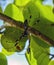 Golden Orb Spider in its web in Costa Rica