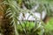 Golden Orb Spider in its web in famous Tortuguero national park Costa Rica