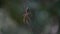Golden Orb Spider Nephila Hanging on Web
