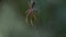 Golden Orb Spider Nephila Hanging on Web