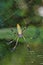 Golden orb-web Spider, Marino Ballena National Park, Costa Rica