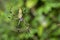 Golden orb-web Spider, Marino Ballena National Park, Costa Rica