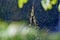 Golden orbweaver spider Nephila plumipes