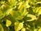 Golden Oregano Plant Close-up in Early Summer